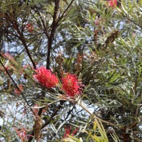 Grevillea banksii R.Br.