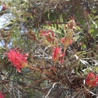 Grevillea banksii R.Br.