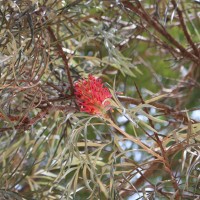 Grevillea banksii R.Br.