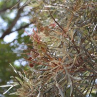 Grevillea banksii R.Br.