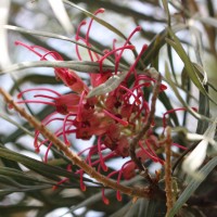 Grevillea banksii R.Br.