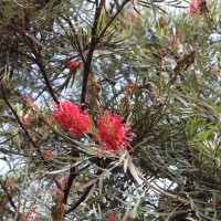 Grevillea banksii R.Br.