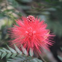 Calliandra haematocephala Hassk.