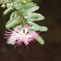 Calliandra sp.