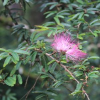 Calliandra sp.