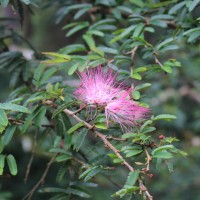 Calliandra sp.