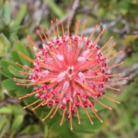 Leucospermum cordifolium (Salisb. ex Knight) Fourc.