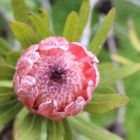 Leucospermum cordifolium (Salisb. ex Knight) Fourc.