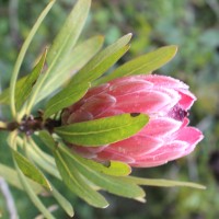 Leucospermum cordifolium (Salisb. ex Knight) Fourc.
