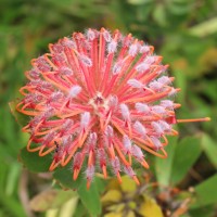 Leucospermum cordifolium (Salisb. ex Knight) Fourc.
