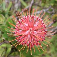 Leucospermum cordifolium (Salisb. ex Knight) Fourc.