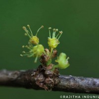 Phyllanthus pinnatus (Wight) G.L.Webster