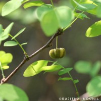 Phyllanthus pinnatus (Wight) G.L.Webster