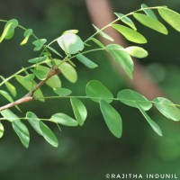 Phyllanthus pinnatus (Wight) G.L.Webster