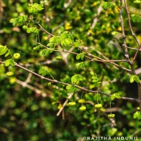 Phyllanthus pinnatus (Wight) G.L.Webster