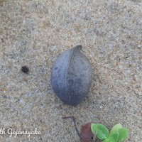 Heritiera littoralis Aiton