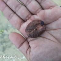 Heritiera littoralis Aiton