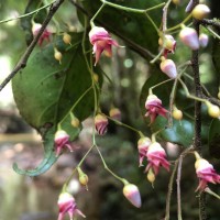 Hopea modesta (A.DC.) Kosterm.