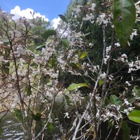 Vatica affinis Thwaites