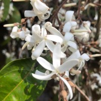 Vatica affinis Thwaites