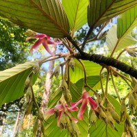 Dipterocarpus hispidus Thwaites