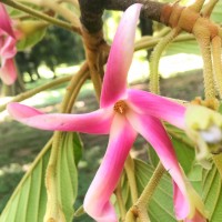Dipterocarpus hispidus Thwaites