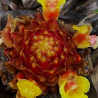Meistera trichostachya (Alston) Skornick. & M.F.Newman