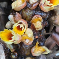 Meistera echinocarpa (Alston) Skornick. & M.F.Newman