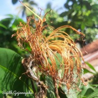 Pachira aquatica Aubl.