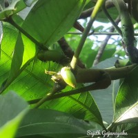 Pachira aquatica Aubl.