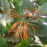 Pachira aquatica Aubl.