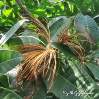 Pachira aquatica Aubl.