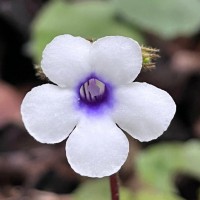 Henckelia zeylanica (R.Br.) A.Weber & B.L.Burtt