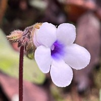 Henckelia zeylanica (R.Br.) A.Weber & B.L.Burtt
