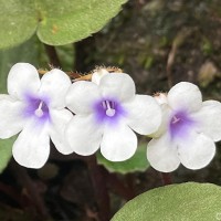 Henckelia zeylanica (R.Br.) A.Weber & B.L.Burtt