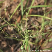 Canscora diffusa (Vahl) R.Br. ex Roem. & Schult.