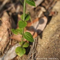 Canscora diffusa (Vahl) R.Br. ex Roem. & Schult.