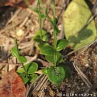 Canscora diffusa (Vahl) R.Br. ex Roem. & Schult.