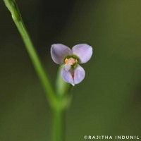 Canscora diffusa (Vahl) R.Br. ex Roem. & Schult.