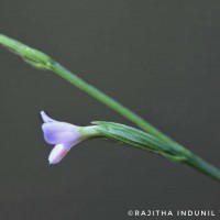 Canscora diffusa (Vahl) R.Br. ex Roem. & Schult.