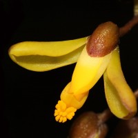 Polygala arillata Buch.-Ham. ex D.Don