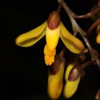 Polygala arillata Buch.-Ham. ex D.Don