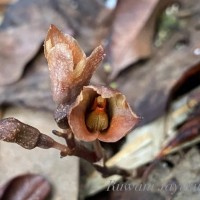Gastrodia munasinghae Atthanagoda, C.Bandara & Kumar