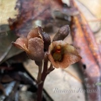 Gastrodia munasinghae Atthanagoda, C.Bandara & Kumar