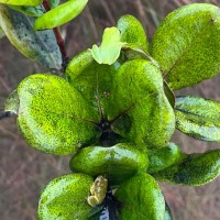 Syzygium revolutum subsp. cyclophyllum (Alston) P.S.Ashton