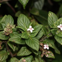 Knoxia platycarpa var. hirsuta (Arn.) Thwaites