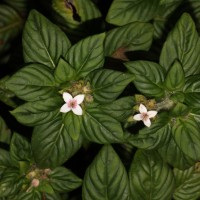 Knoxia platycarpa var. hirsuta (Arn.) Thwaites