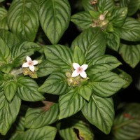 Knoxia platycarpa var. hirsuta (Arn.) Thwaites