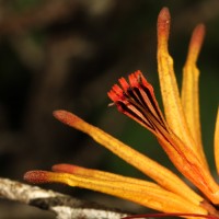 Taxillus sclerophyllus Danser