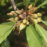Pouteria campechiana (Kunth) Baehni